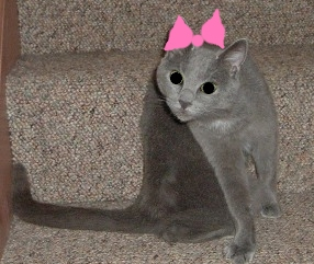 HelloKatya