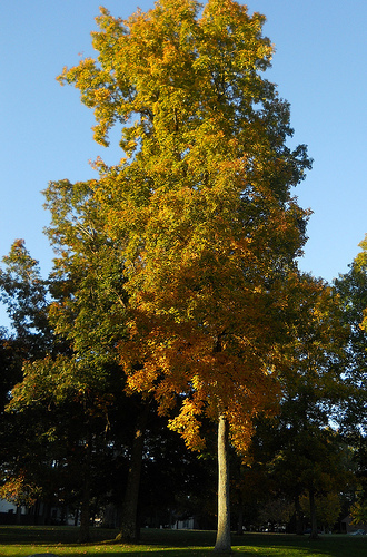 morning torch