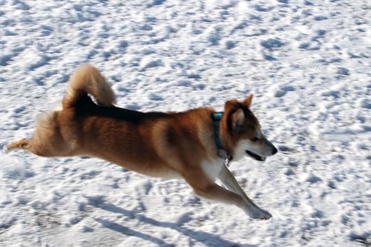 For her part, dog is not overly attached to the ground.