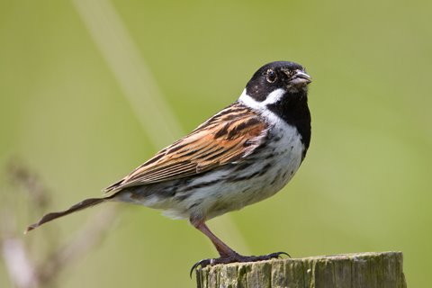 Reed Bunting