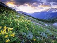 glacier lily