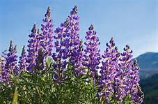 lupines