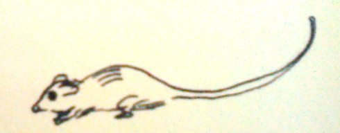 field mouse