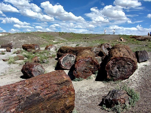 Petrified Forest 1 - Carol Cox