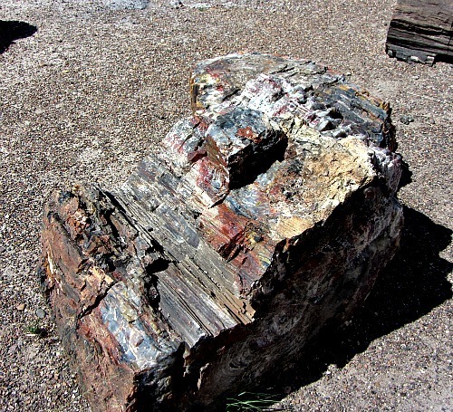 Petrified Forest 2 - Carol Cox