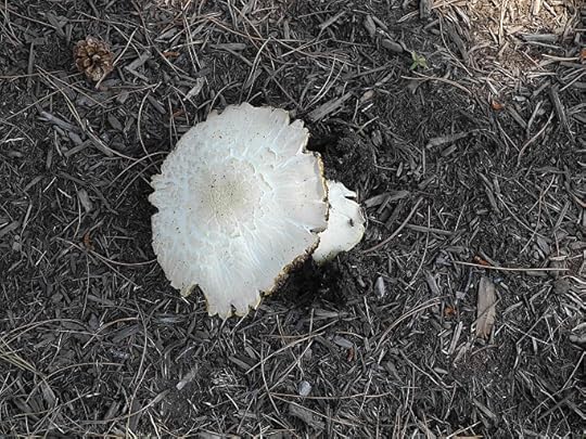 Mushroom