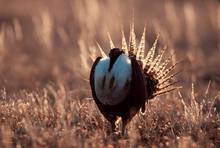 Gunnison's sage grouse (Photo: Joel Sartore)