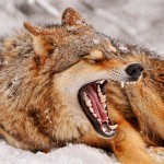 Yawning wolf