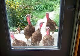 Chicks on the farm