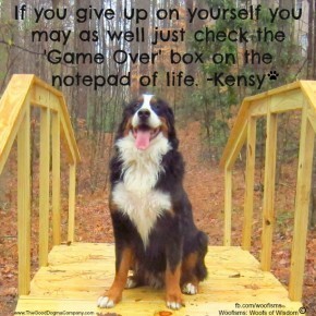gameoverIMG 5042 290x290 Woofisms: Woofs of Wisdom© funny dog blog