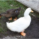 And the authors get ready to say good by to our resident ducks