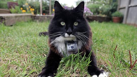 cats_dark_1024.jpg