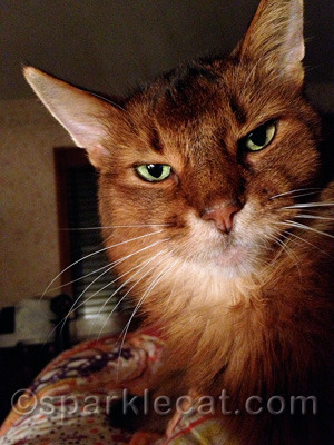Okay, maybe I was purring AND thinking bad thoughts at the same time