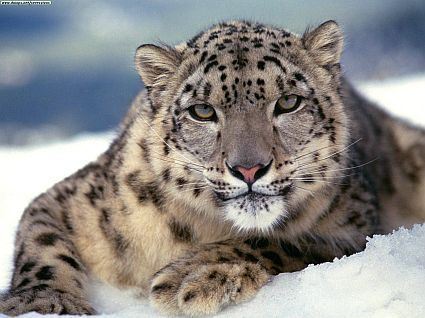 Now starring in Sonny the Snow Leopard Does Tuscaloosa