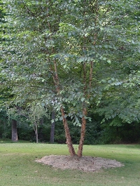 crittertree