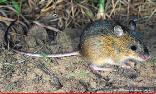 meadowjumpingmouse