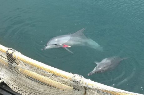 KAWA Dolphins Seapen 640