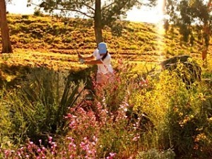 Here is a friend of mine bravely trying to hit a golf ball out of the rough. Play it as it lies is the rule. Somehow this reminded me of the writing life.