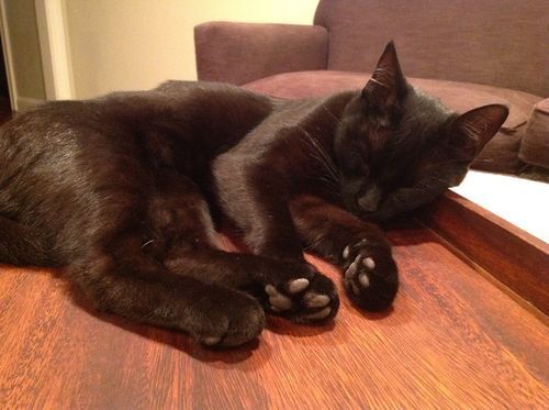 Luna Wheaton