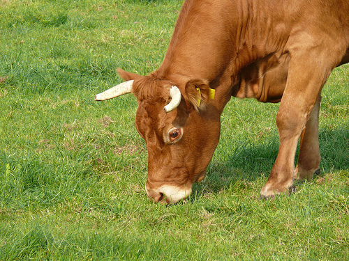 Grazing cow (limousin)