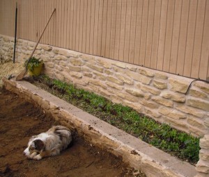 the afterthought garden