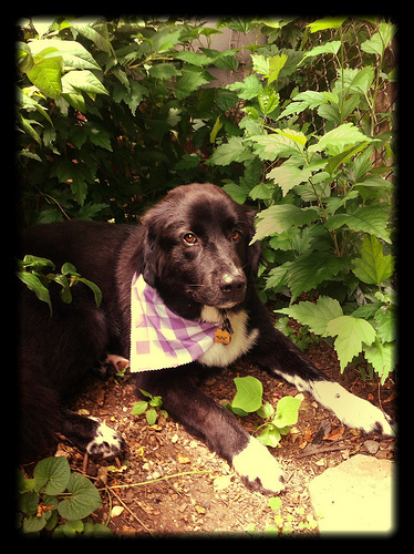 Greyson got a kicky purple gingham bandanna at the groomer