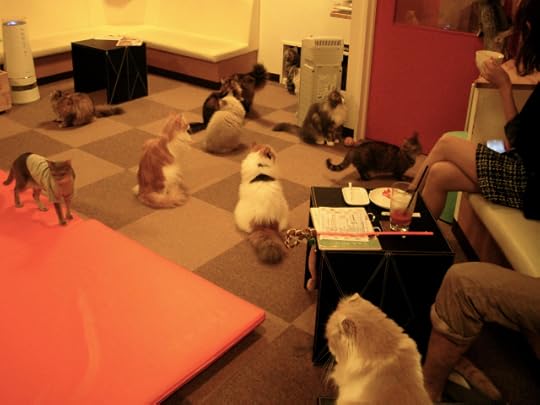 Fat cats, skinny cats, longhaired cats, short-tailed cats, even cats wearing t-shirts can be petted and adored