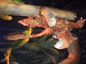 Microraptor