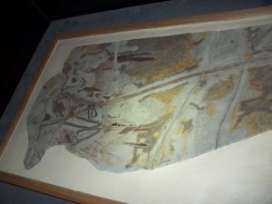 Microraptor Fossil