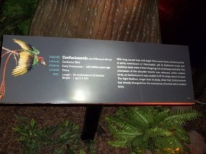 Confuciusornis