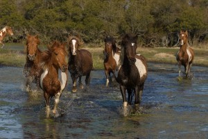 Pony swim
