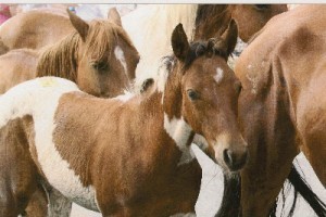 Chincotique_Pony