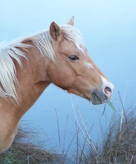 Misty of Chincoteague