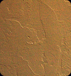The Big-eared Rabbit with a Large Tail