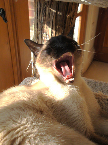 yawning cat