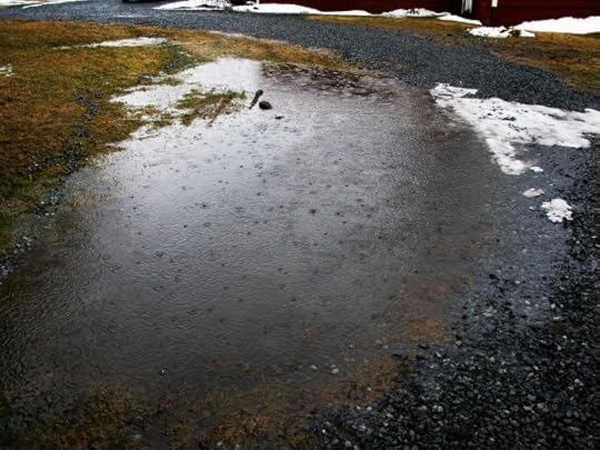 rainy puddle