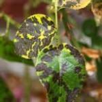 black spot