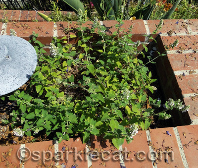 Except for silver vine, the only plant that counts, 