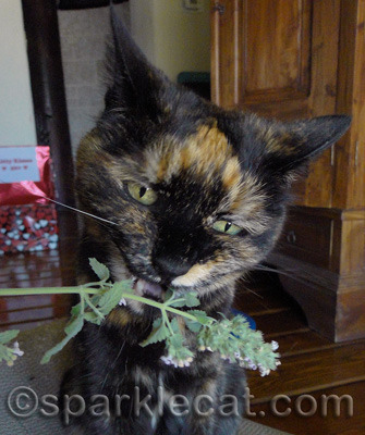 She figures if she chomps it, no one else will take it