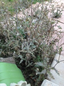 A weed in my backyard