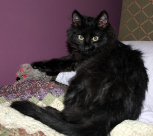 Shadowpaw resized