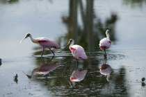 nasa-bird-public-domain-free-nature-2011-1024