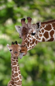 giraffe love