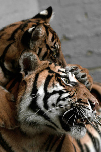 tiger