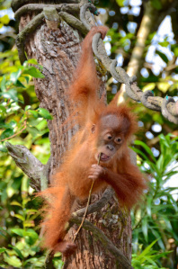 orangutang
