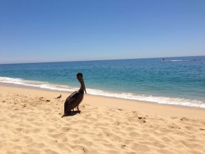 pelican mourning