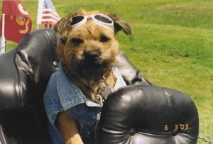 Harley dog 38