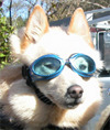 Biker dog 37