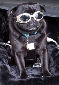 Harley dog 39