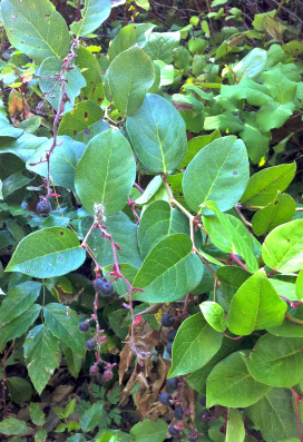 salal1
